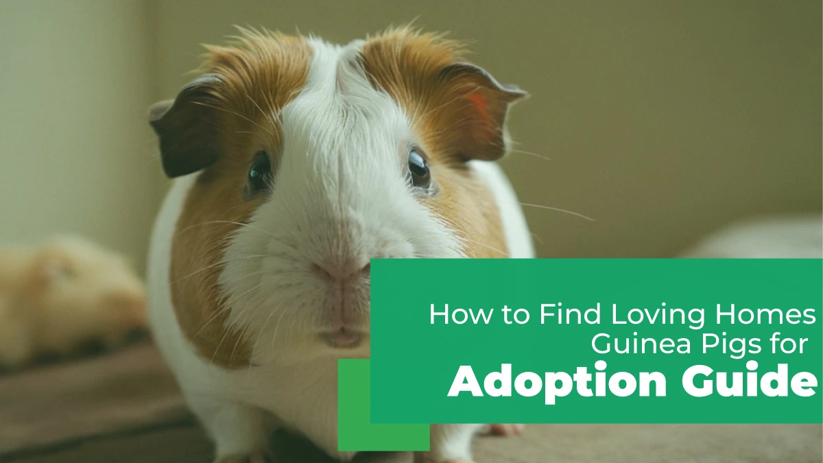 guinea pigs for adoption