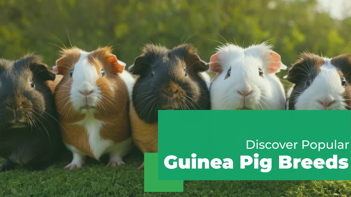 guinea pig breeds