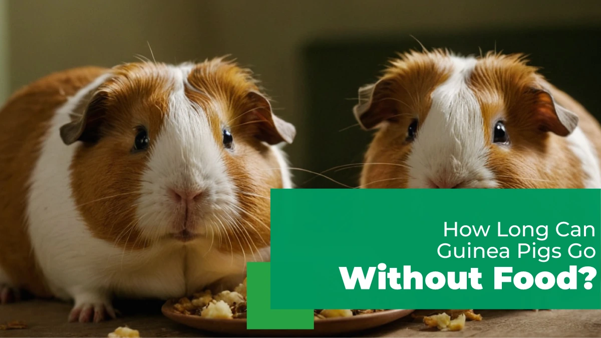 how long can guinea pigs go without food