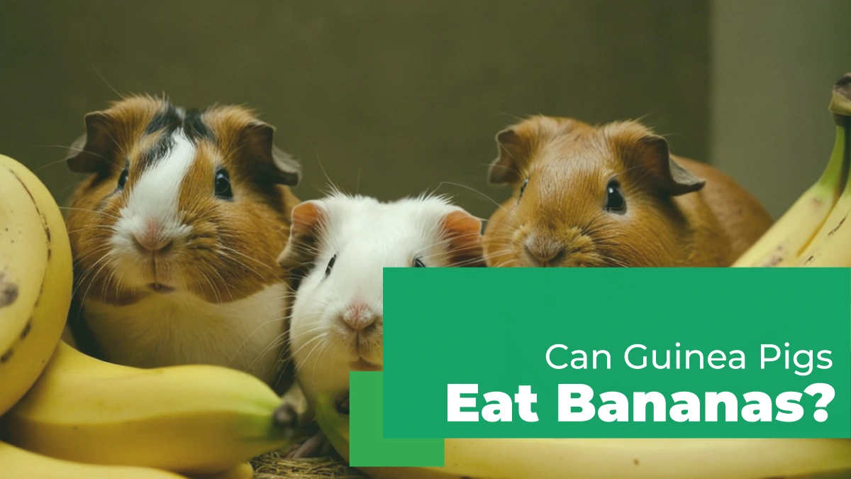 can guinea pigs have bananas