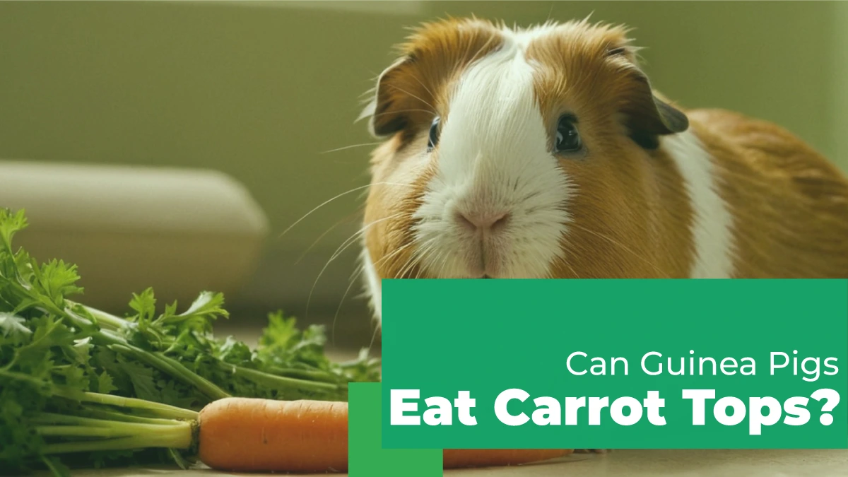 can guinea pigs eat carrot tops