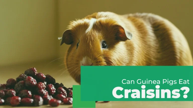 can guinea pigs eat craisins