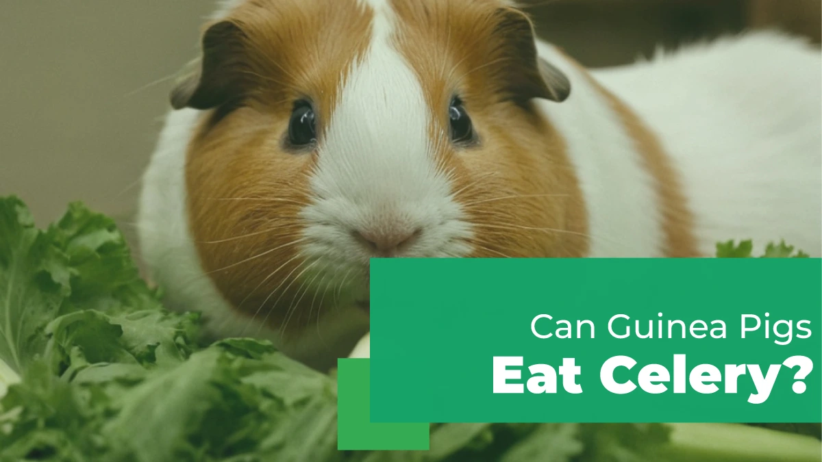 can guinea pigs eat celery