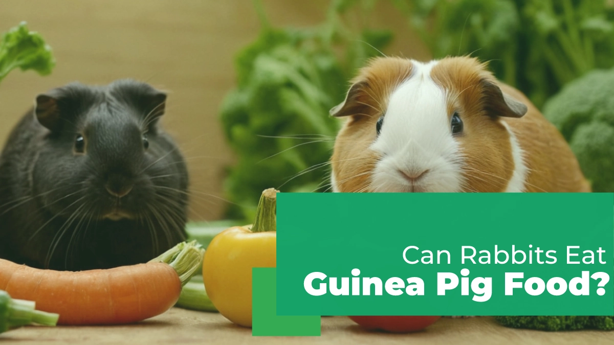 can rabbits eat guinea pig food