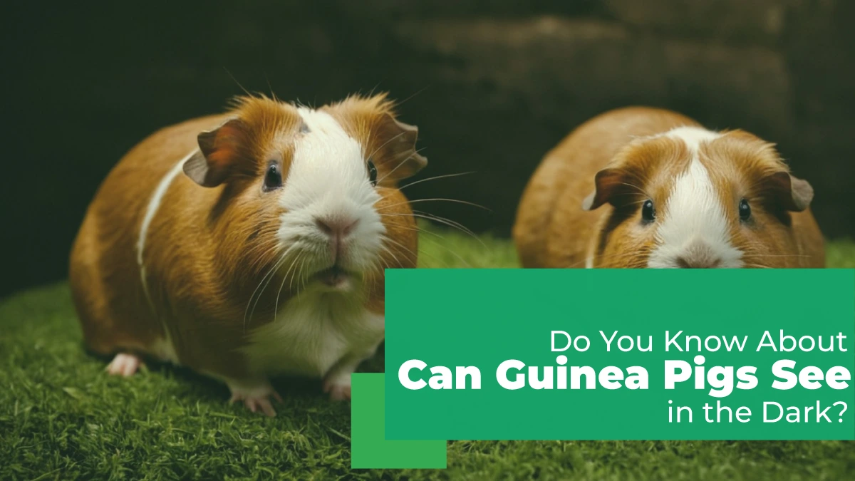 can guinea pigs see in the dark