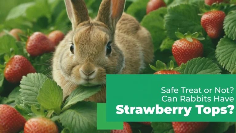 can rabbits have strawberry tops