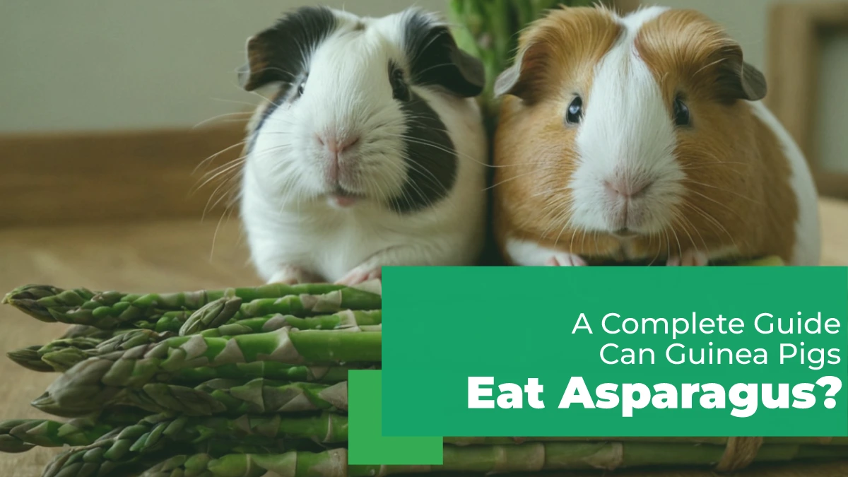 Can Guinea Pigs Eat Asparagus