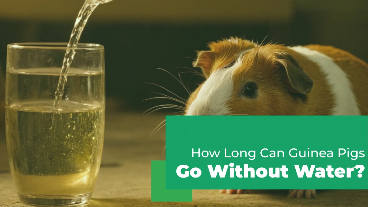 how long can guinea pigs go without water