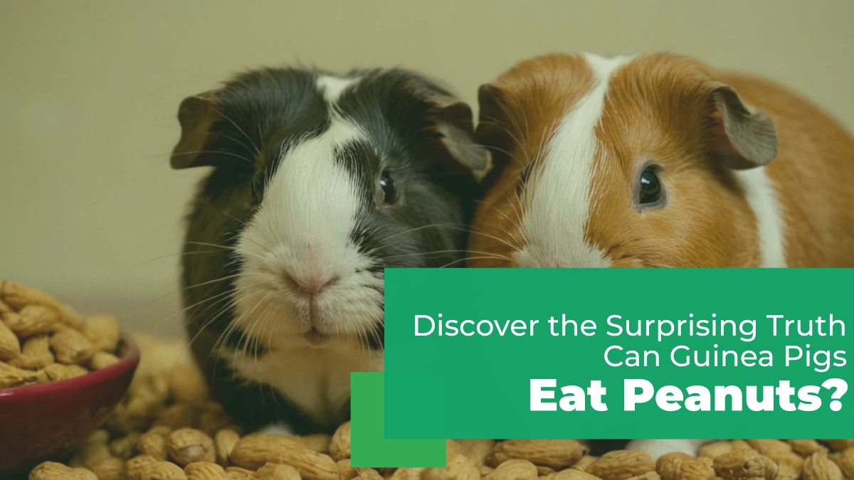 can guinea pigs eat peanuts