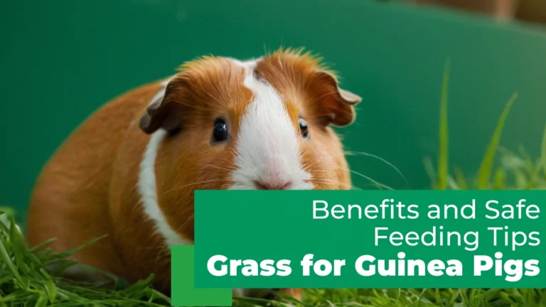 grass for guinea pigs