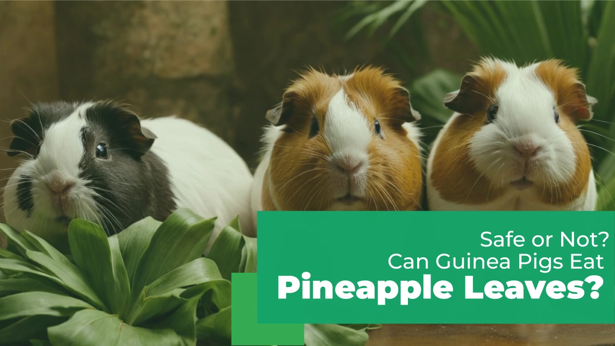 Can guinea pigs eat pineapple leaves raw