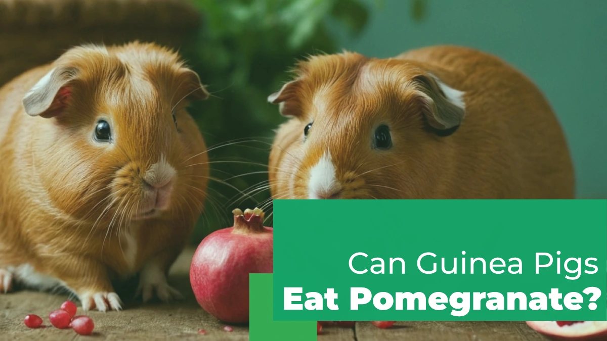 Guinea Pigs Eat Pomegranate