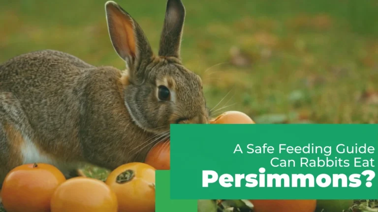 can rabbits eat persimmons