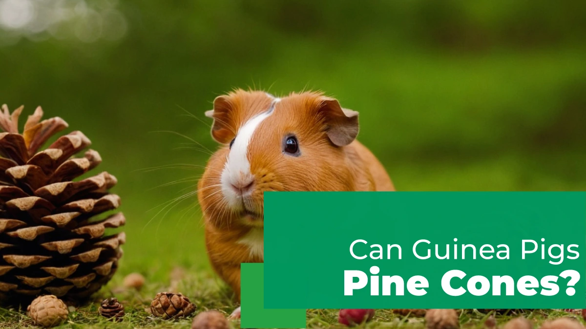 can guinea pigs eat pine cones