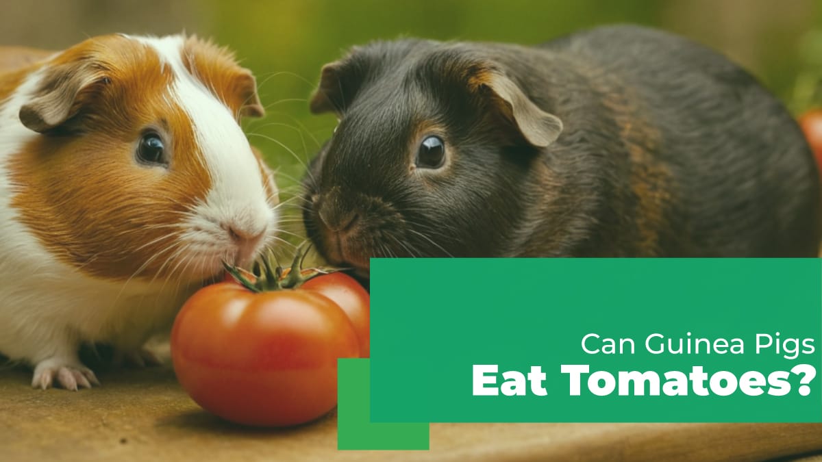 Can Guinea Pigs Eat Tomatoes?