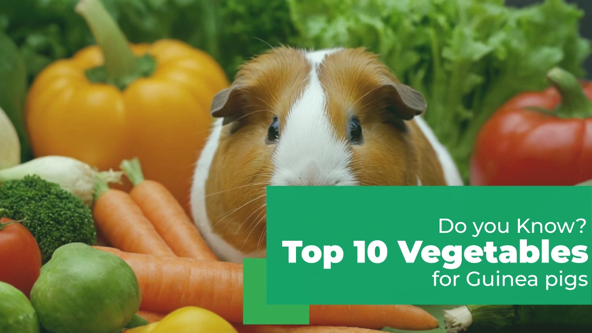 vegetables for guinea pigs