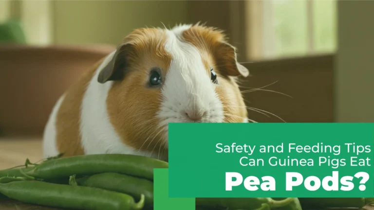 can guinea pigs eat pea pods